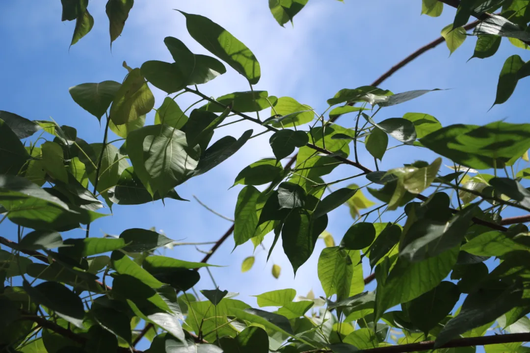 青春科创 | 那些科创校园里的CP故事