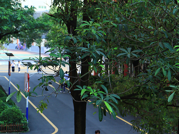 校园大道
